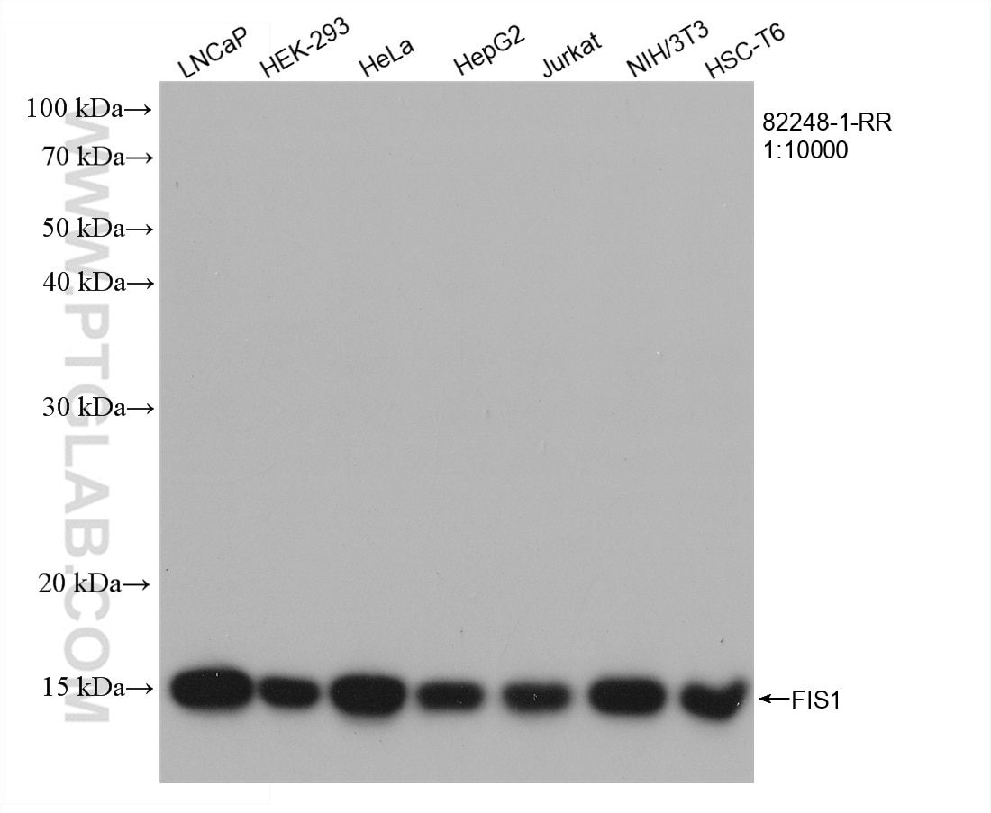 Western Blot (WB) analysis of various lysates using FIS1 Recombinant antibody (82248-1-RR)