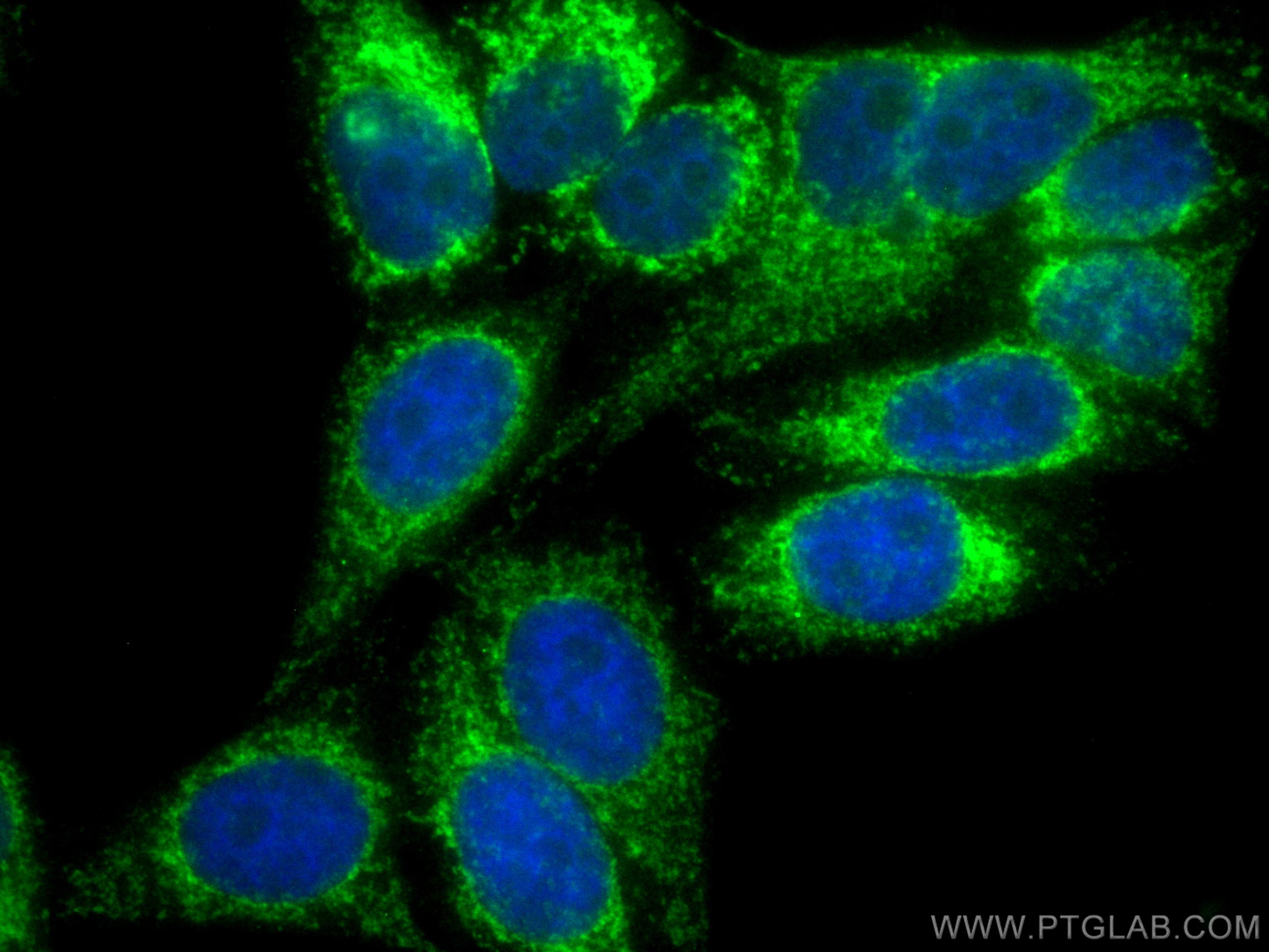 Immunofluorescence (IF) / fluorescent staining of HepG2 cells using CoraLite® Plus 488-conjugated FIS1 Polyclonal anti (CL488-10956)