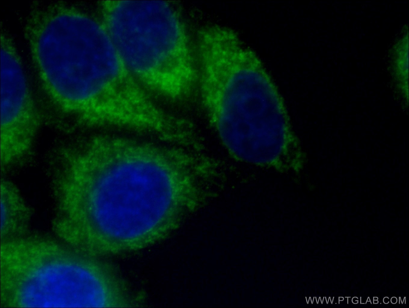 Immunofluorescence (IF) / fluorescent staining of HepG2 cells using CoraLite® Plus 488-conjugated FIS1 Monoclonal anti (CL488-66635)