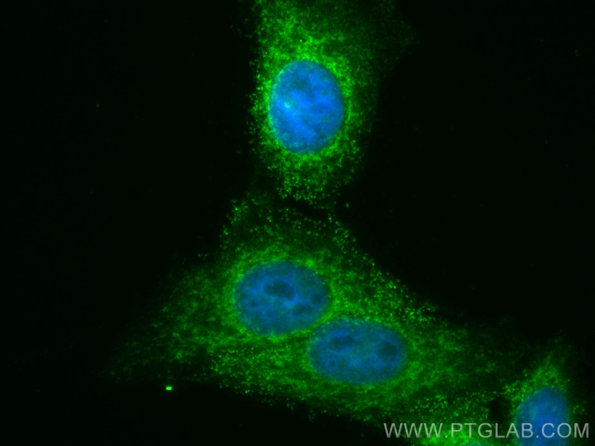 Immunofluorescence (IF) / fluorescent staining of HepG2 cells using CoraLite® Plus 488-conjugated FIS1 Recombinant ant (CL488-82248)