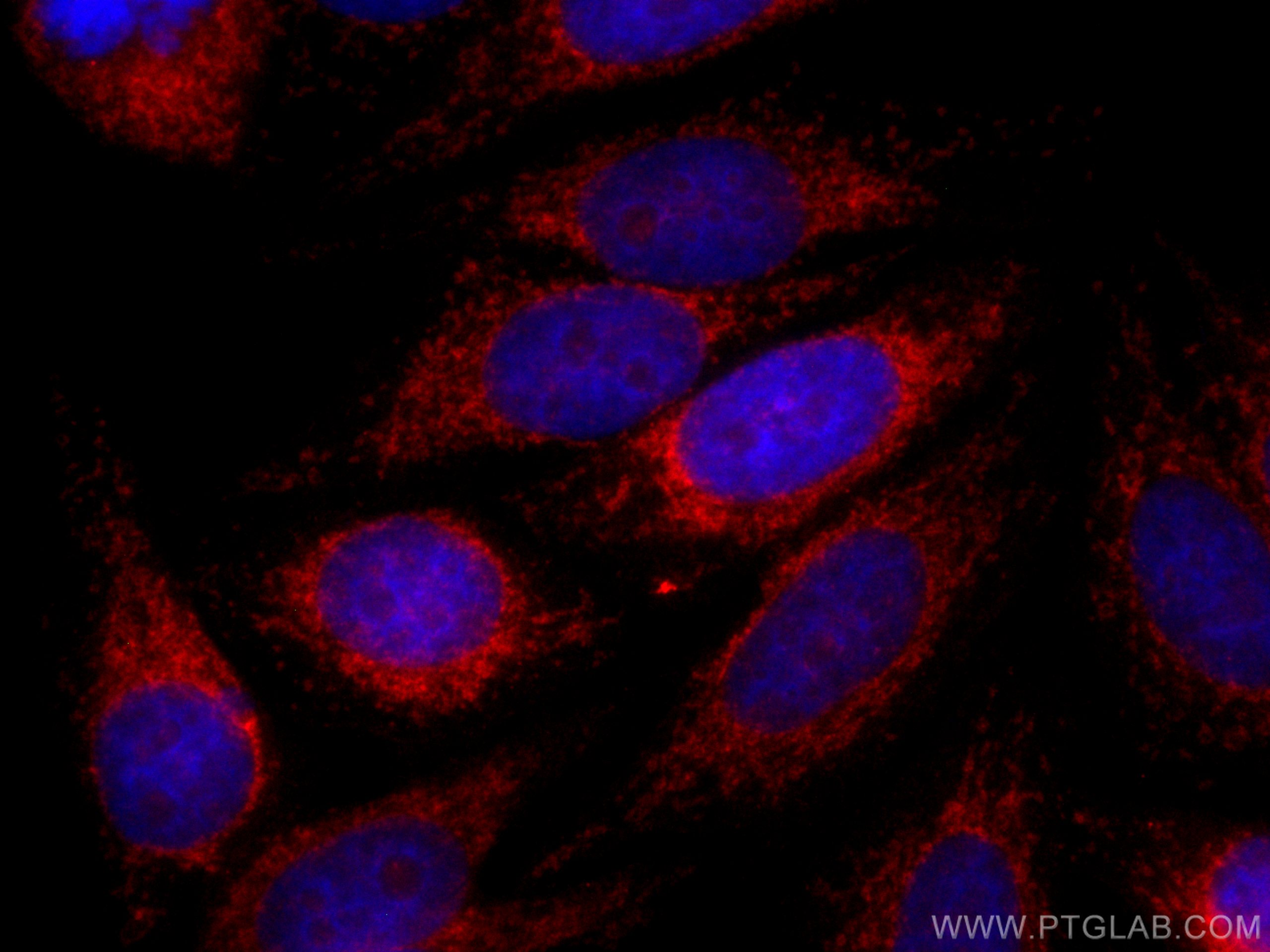 IF Staining of HepG2 using CL594-10956