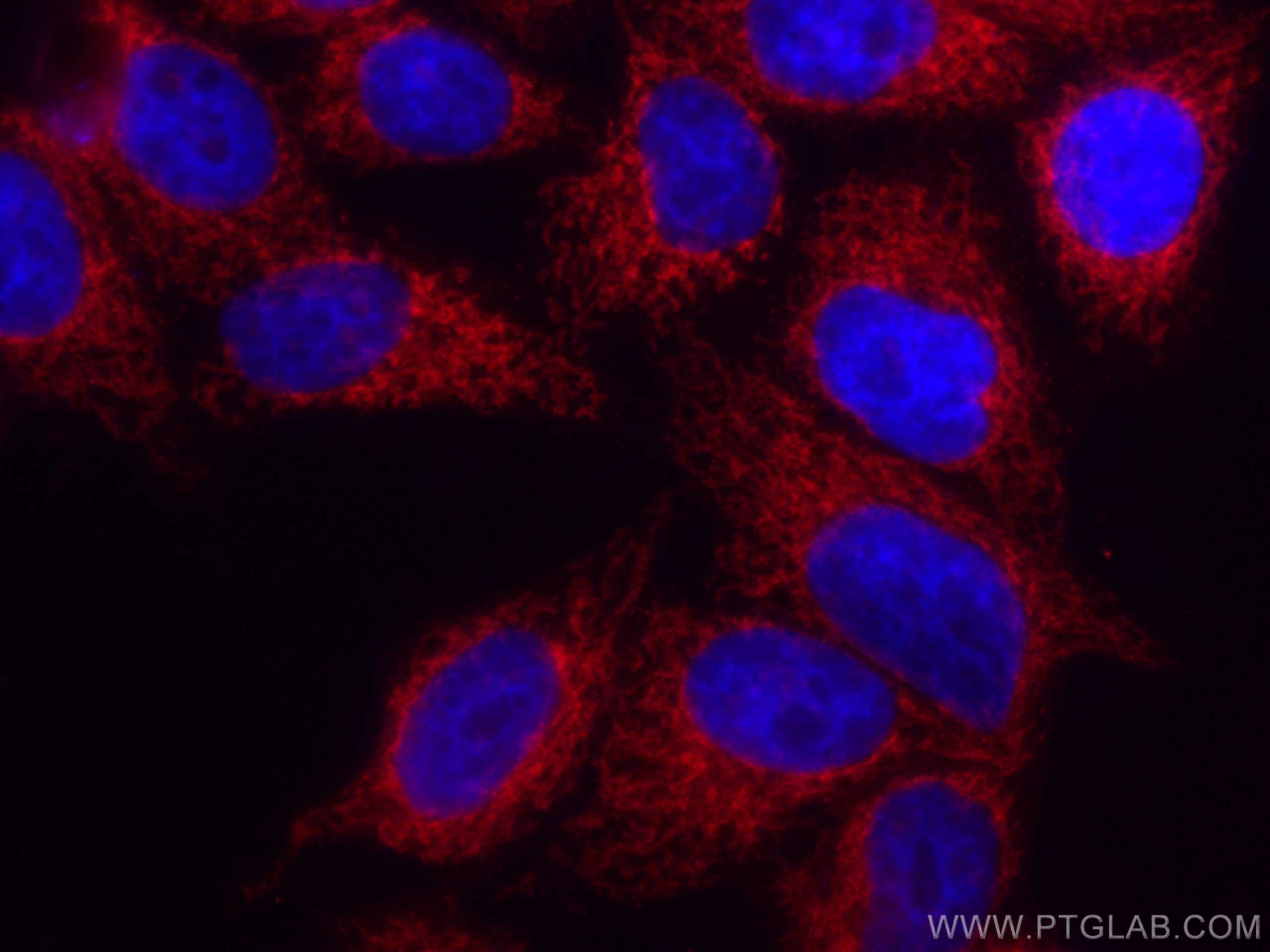 Immunofluorescence (IF) / fluorescent staining of HepG2 cells using CoraLite®594-conjugated FIS1 Monoclonal antibody (CL594-66635)