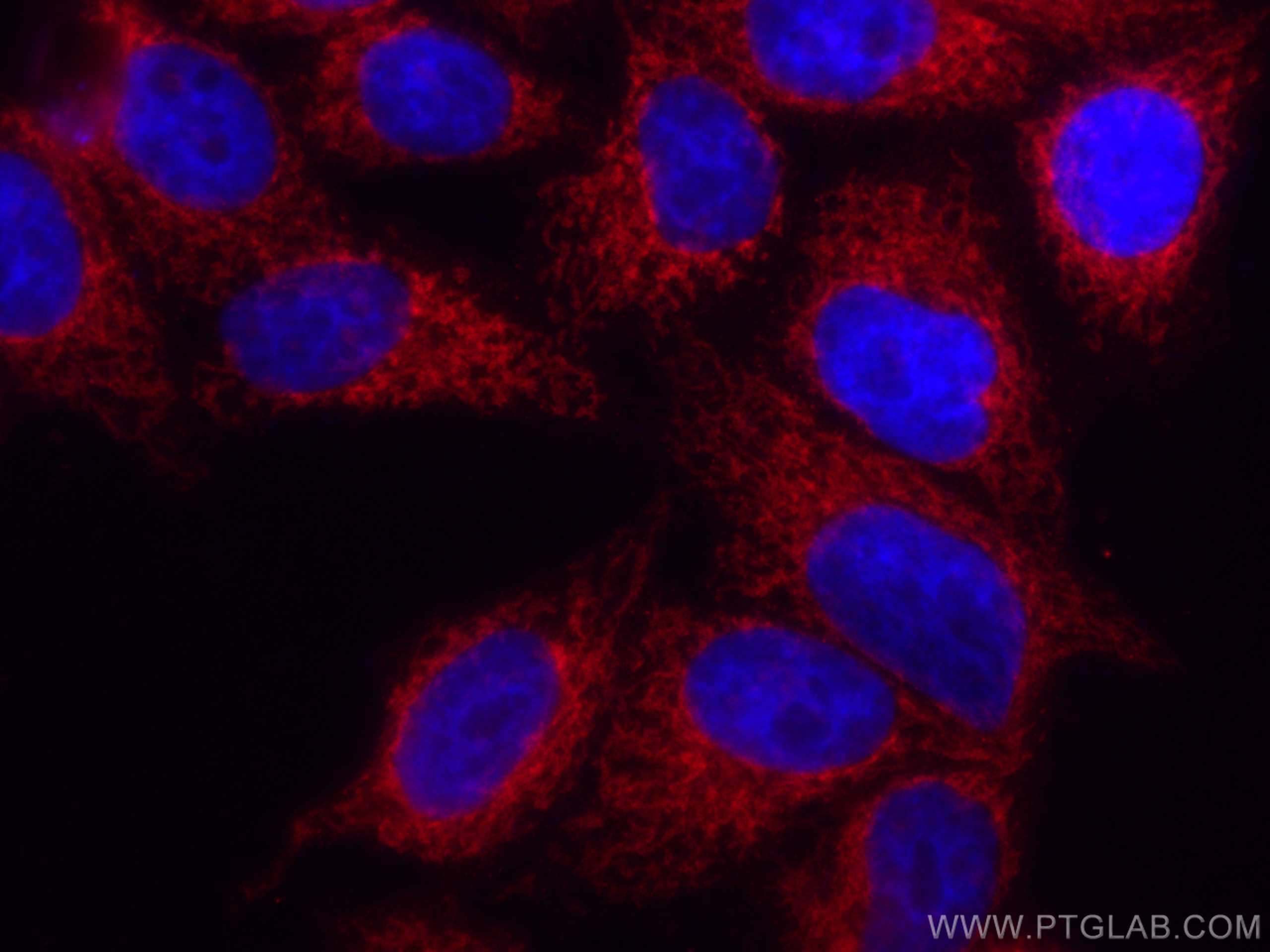 IF Staining of HepG2 using CL594-66635