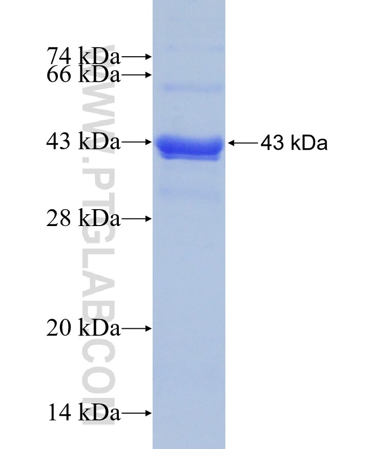 FIS1 fusion protein Ag1409 SDS-PAGE