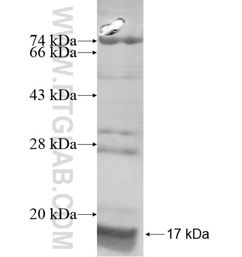 FIT1 fusion protein Ag15315 SDS-PAGE