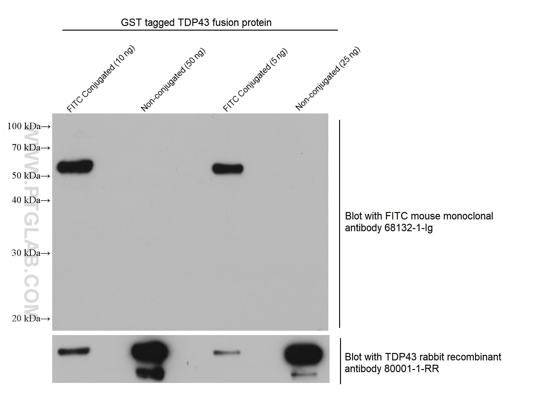 Western Blot (WB) analysis of various lysates using FITC Monoclonal antibody (68132-1-Ig)