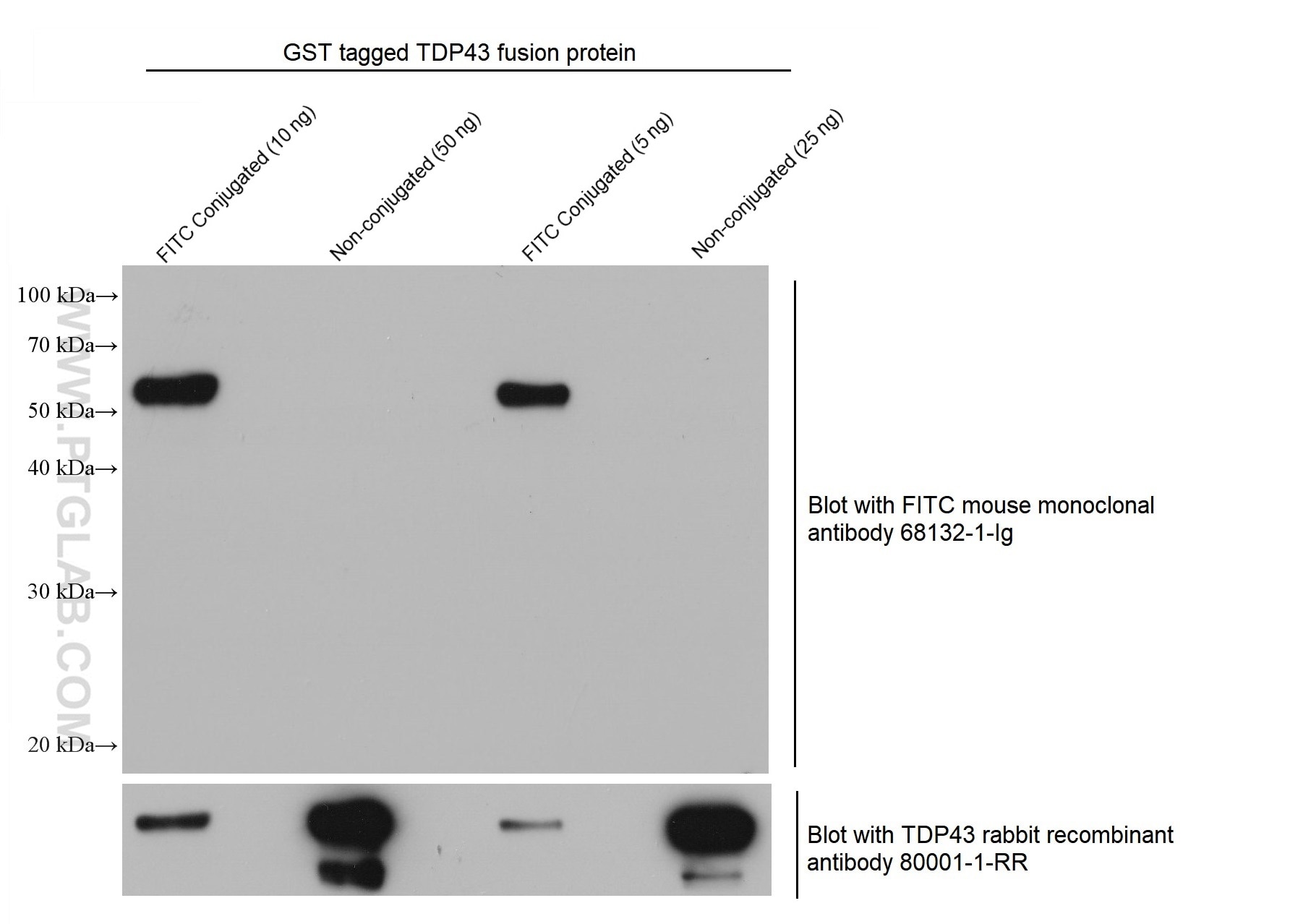 WB analysis using 68132-1-Ig