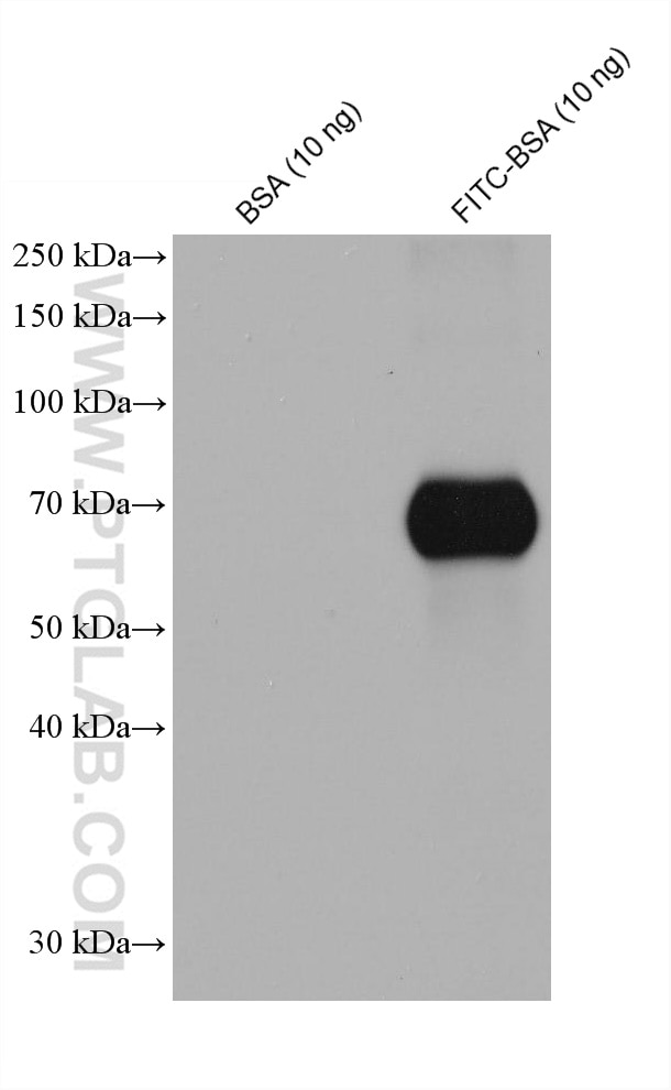 Western Blot (WB) analysis of BSA using - FITC Monoclonal antibody (68132-1-Ig)