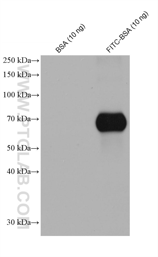 WB analysis of BSA using 68132-1-Ig