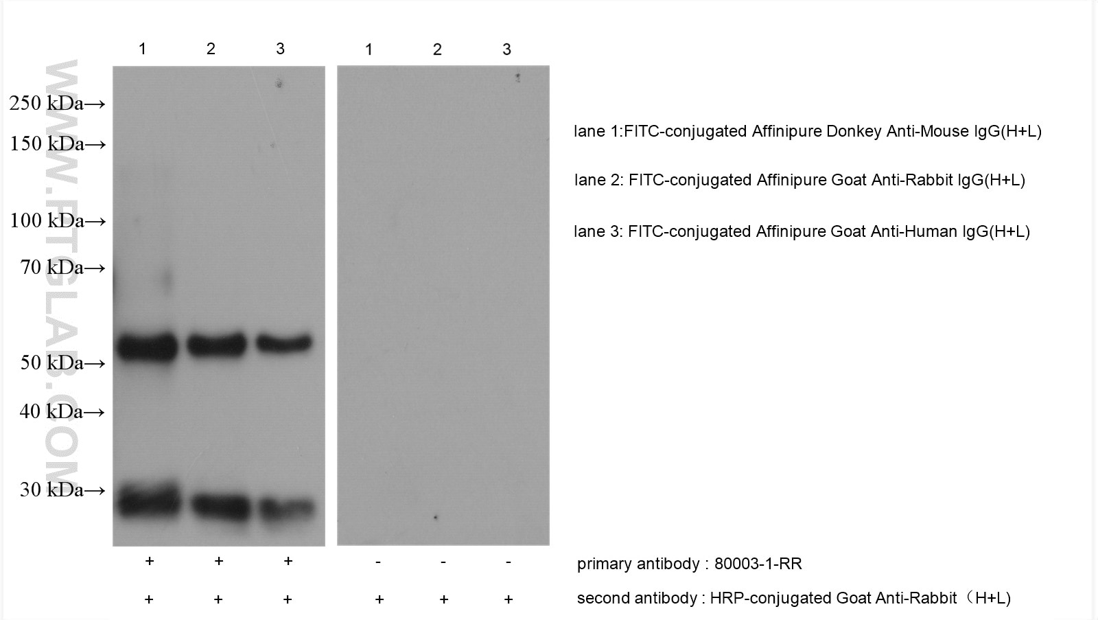 Western Blot (WB) analysis of various lysates using - FITC Recombinant antibody (80003-1-RR)
