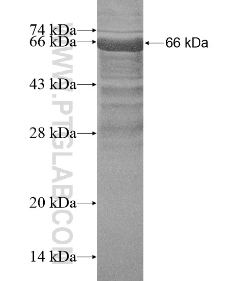 FIZ1 fusion protein Ag19760 SDS-PAGE