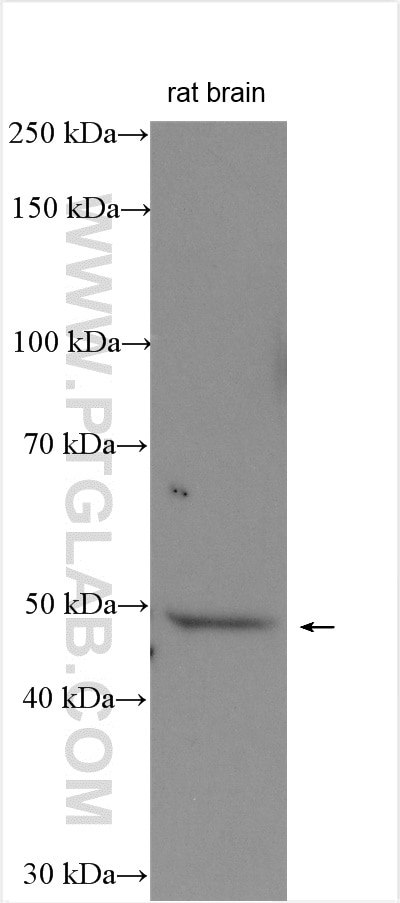 Western Blot (WB) analysis of rat brain tissue using FJX1 Polyclonal antibody (17417-1-AP)