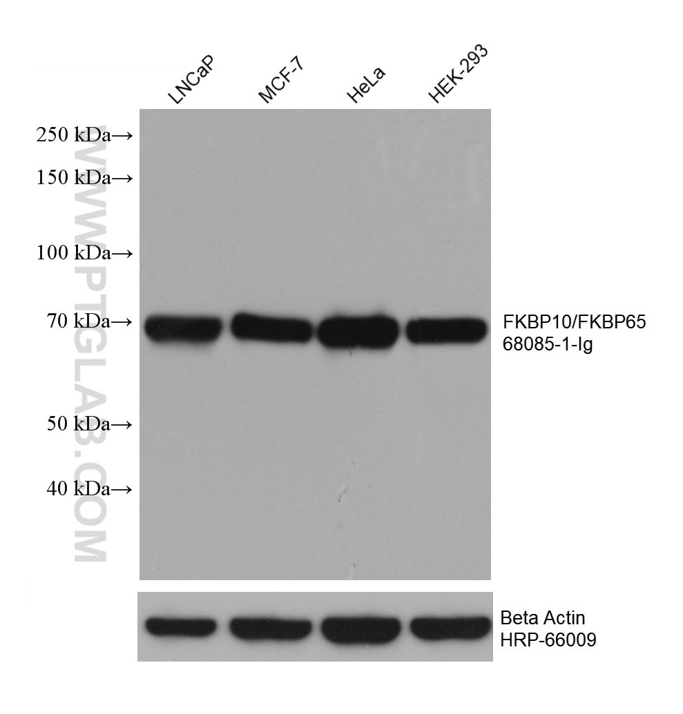 Western Blot (WB) analysis of various lysates using FKBP10/FKBP65 Monoclonal antibody (68085-1-Ig)
