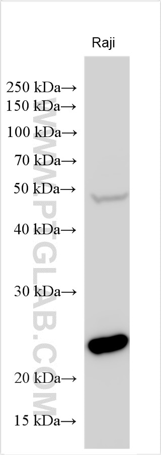 Western Blot (WB) analysis of various lysates using FKBP11 Polyclonal antibody (17467-1-AP)