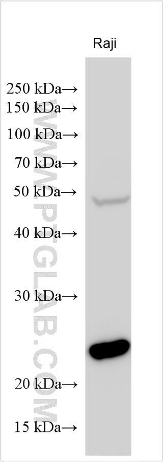 WB analysis using 17467-1-AP