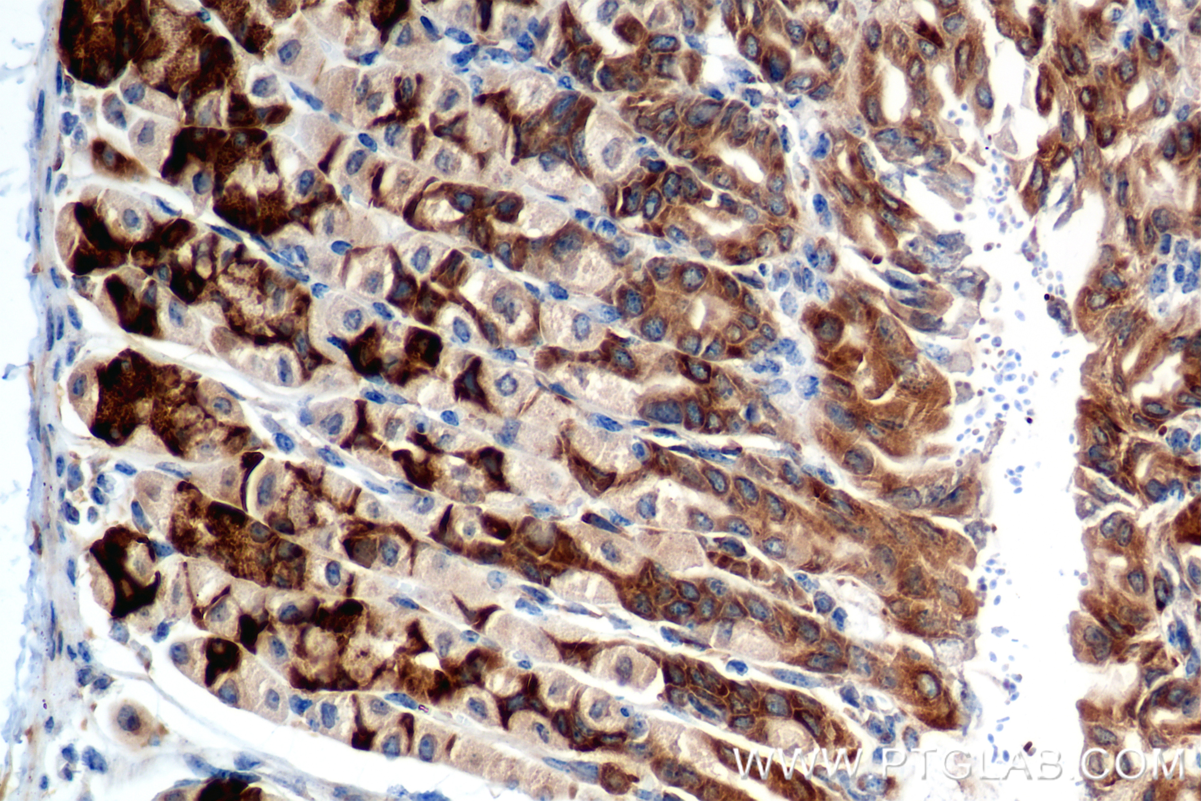 Immunohistochemistry (IHC) staining of mouse stomach tissue using FKBP11 Recombinant antibody (84478-5-RR)