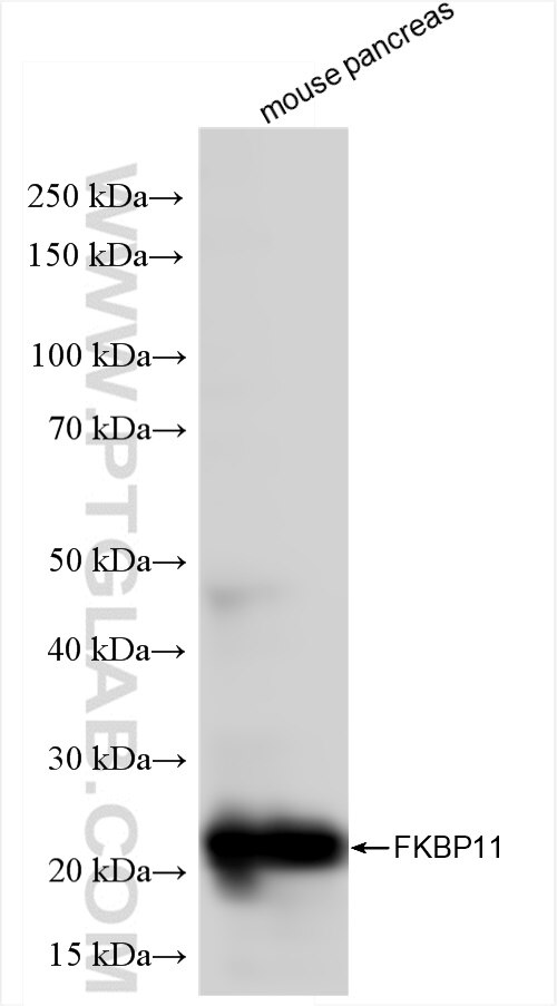 Western Blot (WB) analysis of mouse pancreas tissue using FKBP11 Recombinant antibody (84478-5-RR)