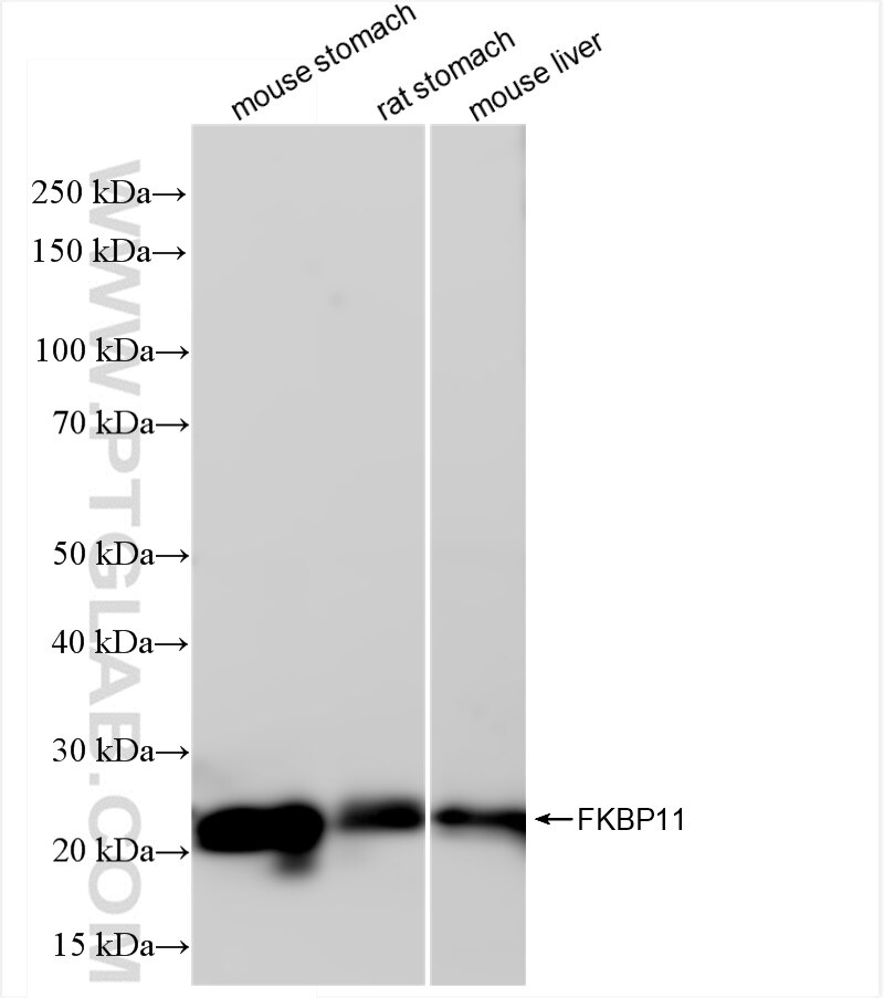Western Blot (WB) analysis of various lysates using FKBP11 Recombinant antibody (84478-5-RR)