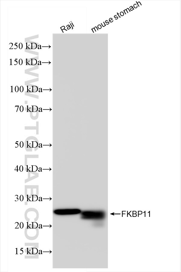 Western Blot (WB) analysis of various lysates using FKBP11 Recombinant antibody (84478-6-RR)