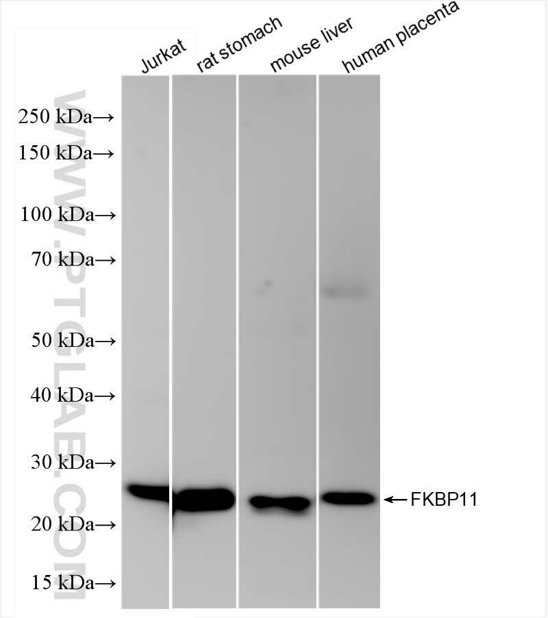 Western Blot (WB) analysis of various lysates using FKBP11 Recombinant antibody (84478-6-RR)