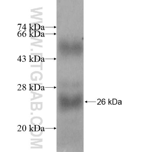 FKBP11 fusion protein Ag11110 SDS-PAGE