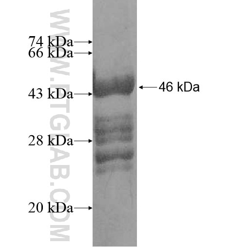 FKBP11 fusion protein Ag11368 SDS-PAGE