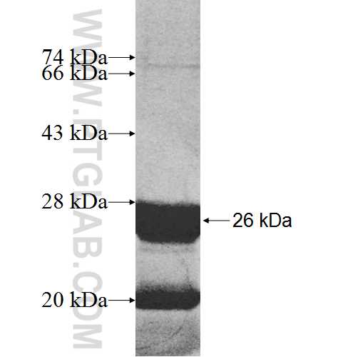 FKBP14 fusion protein Ag8552 SDS-PAGE