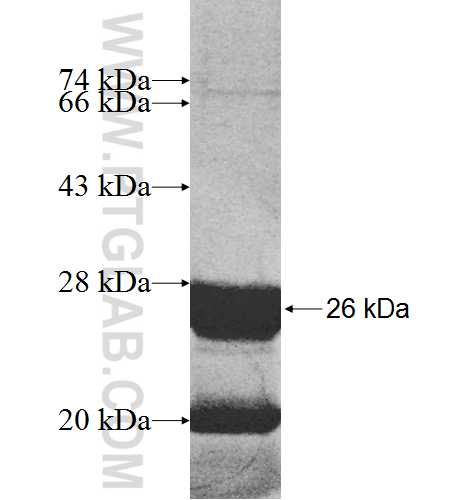 FKBP14 fusion protein Ag8552 SDS-PAGE FKBP14 fusion protein Ag8552 SDS-PAGE