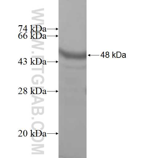 FKBP14 fusion protein Ag8668 SDS-PAGE