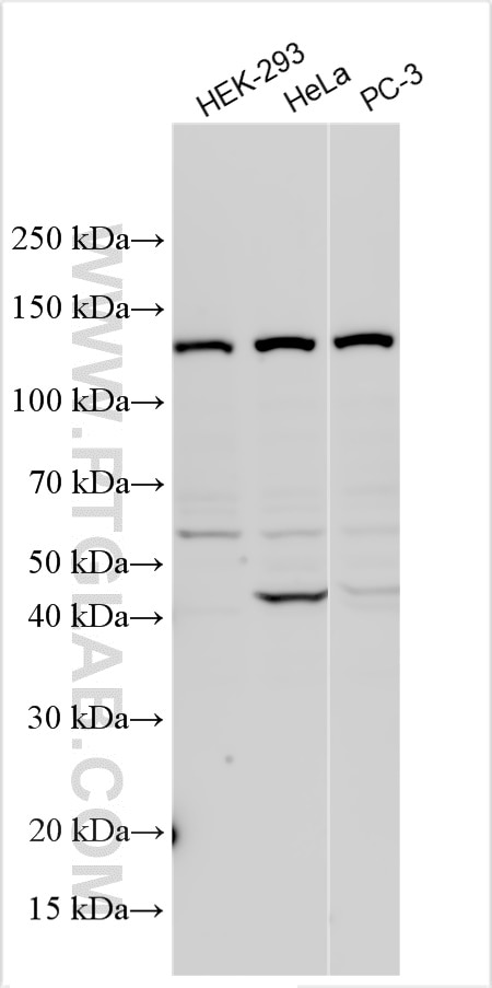Western Blot (WB) analysis of various lysates using FKBP15 Polyclonal antibody (55285-1-AP)