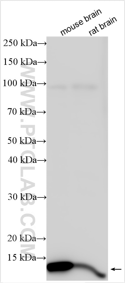 Western Blot (WB) analysis of various lysates using FKBP1A Polyclonal antibody (10273-1-AP)