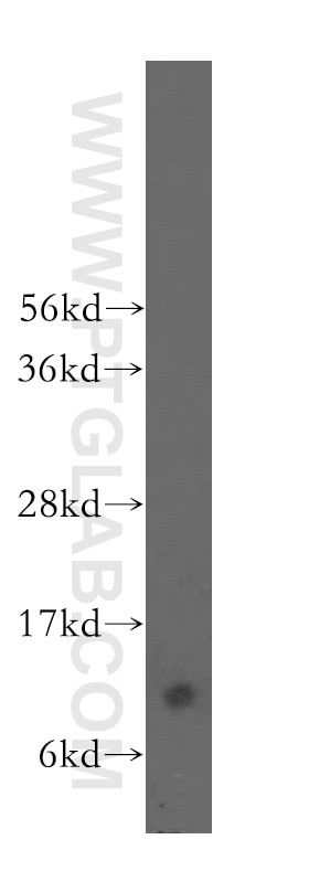 Western Blot (WB) analysis of human heart tissue using FKBP1A Polyclonal antibody (10273-1-AP)