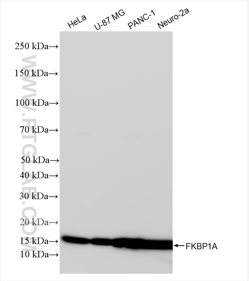 Western Blot (WB) analysis of various lysates using FKBP1A Recombinant monoclonal antibody (86249-1-RR)