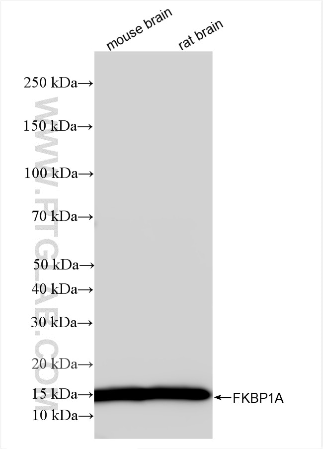 Western Blot (WB) analysis of various lysates using FKBP1A Recombinant monoclonal antibody (86249-1-RR)