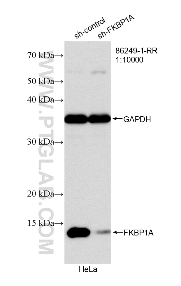 WB analysis of HeLa using 86249-1-RR Western Blot (WB) analysis of HeLa cells using FKBP1A Recombinant monoclonal antibody (86249-1-RR)