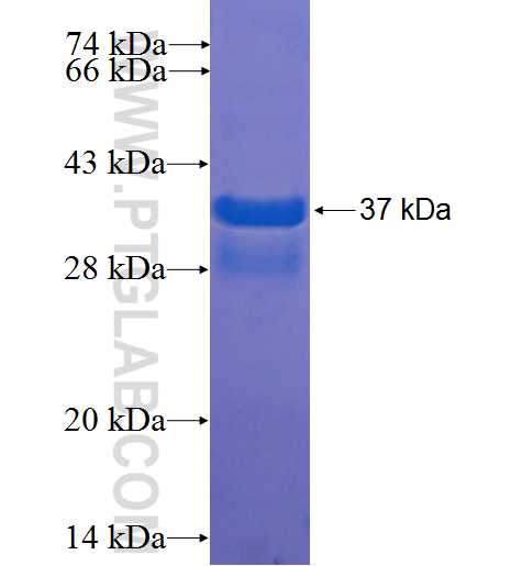 FKBP1A fusion protein Ag0406 SDS-PAGE