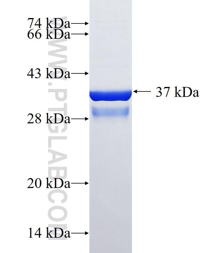 FKBP1A fusion protein Ag0406 SDS-PAGE