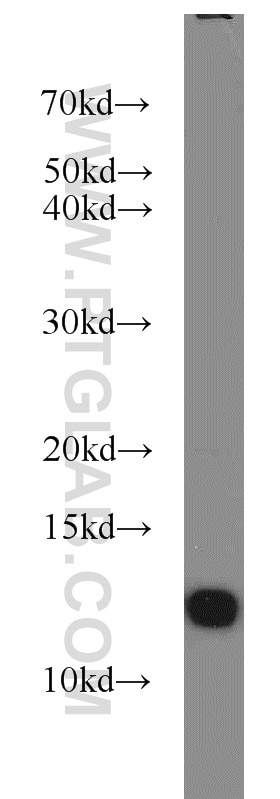 Western Blot (WB) analysis of U-937 cells using FKBP1B Polyclonal antibody (15114-1-AP)