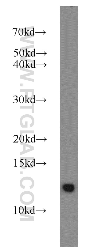 Western Blot (WB) analysis of U-937 cells using FKBP1B Polyclonal antibody (15114-1-AP)