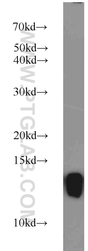 Western Blot (WB) analysis of mouse brain tissue using FKBP1B Polyclonal antibody (15114-1-AP)