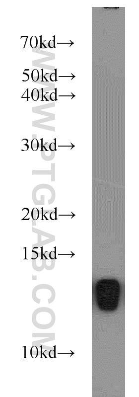 Western Blot (WB) analysis of mouse brain tissue using FKBP1B Polyclonal antibody (15114-1-AP)