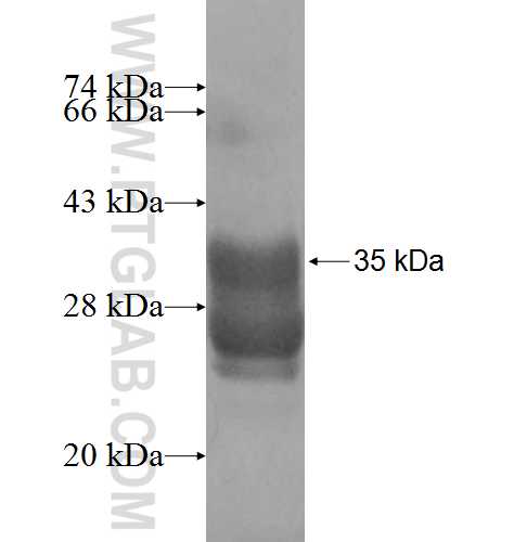 FKBP1B fusion protein Ag7153 SDS-PAGE