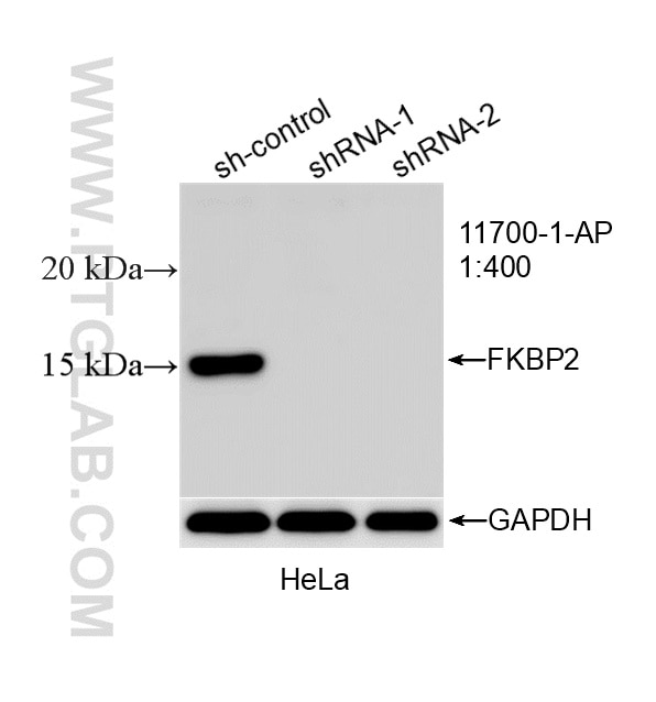 Western Blot (WB) analysis of HeLa cells using FKBP2 Polyclonal antibody (11700-1-AP)