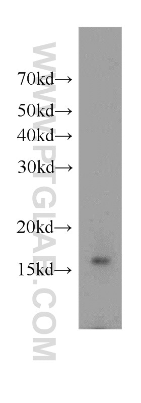 Western Blot (WB) analysis of mouse cerebellum tissue using FKBP2 Polyclonal antibody (11700-1-AP)