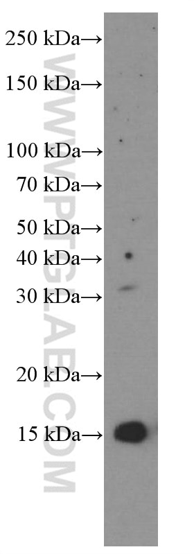 Western Blot (WB) analysis of rat brain tissue using FKBP2 Monoclonal antibody (66091-1-Ig)