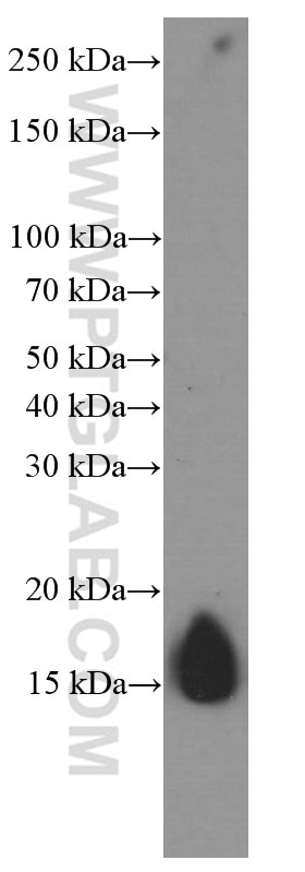 Western Blot (WB) analysis of pig liver tissue using FKBP2 Monoclonal antibody (66091-1-Ig)