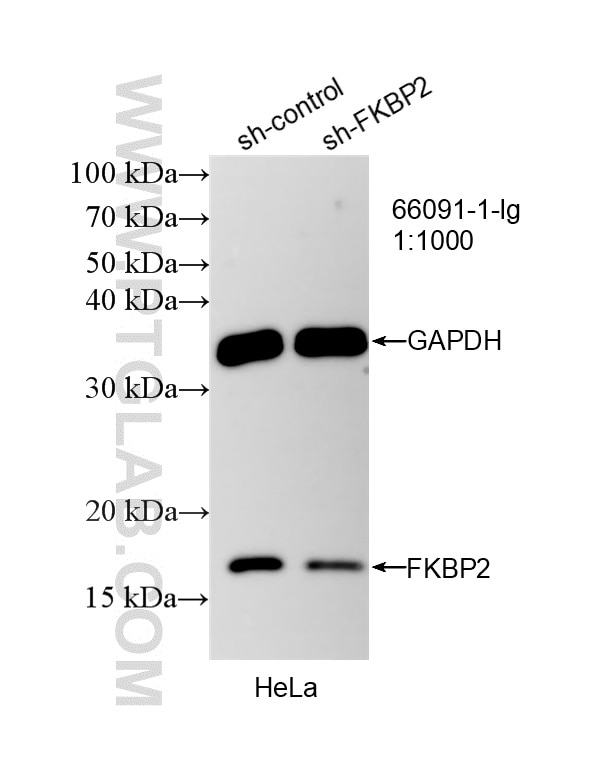 WB analysis of HeLa using 66091-1-Ig Western Blot (WB) analysis of HeLa cells using FKBP2 Monoclonal antibody (66091-1-Ig)