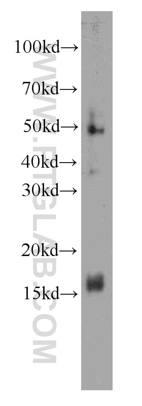 Western Blot (WB) analysis of human cerebellum tissue using FKBP2 Monoclonal antibody (66091-1-Ig)