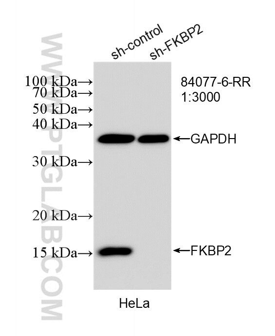 Western Blot (WB) analysis of HeLa cells using FKBP2 Recombinant monoclonal antibody (84077-6-RR)