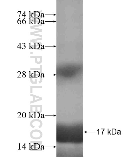 FKBP2 fusion protein Ag19113 SDS-PAGE